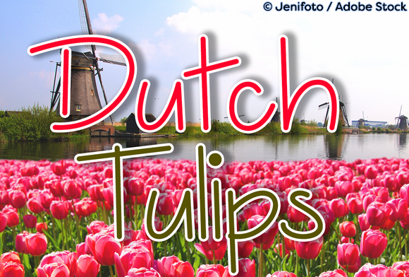 Dutch Tulips Font: Elevating Campaign Visuals